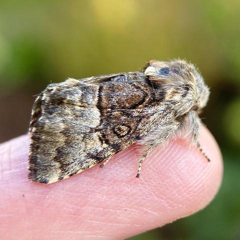 Side on shot of a 1.5cm chunky moth on a finger.  It is quite short and stumpy with a round furry head and wings held close to its abdomen.  The colour is brindled with no distinct pattern, just hints of warm reddish-brown, grey, and black in two halves. Looking side on, the right side, nearest the head is darker with a small bullseye stigmata.  The left side, nearer the back wing edge is distinctly lighter, albeit the same brindling.