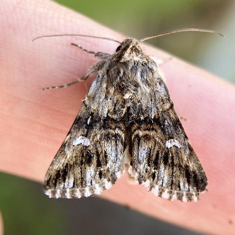 Overhead shot of a small 1cm moth on a finger.  It is triangular shaped.  It has a velvety, dappled appearance of olive green, old gold, browns and grey, with two distinct white kidney-shaped stigmata, one on each wing. It is meant to resemble brocade material, but that is a tenuous stretch. Though it is a pretty handsome moth.