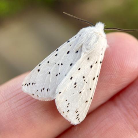 Overhead shot of a chunky 2cm arrowhead shaped moth on a finger. It is creamy white with random black dots. It resembles ermine, the bright white fur of stoat, speckled with the black tips of stoat tails, hence its name White Ermine.  It has two black wiry antennae pointing left and right