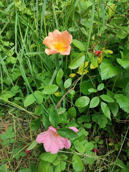 Deux fleurs simples d'un même rosier botanique, Rosa chinensis var mutabilis. L'une est d'un beau rose pâle, l'autre d'une teinte délicate qui va du jaune (au niveau du cœur) vers une teinte abricot (vers l'extérieur).