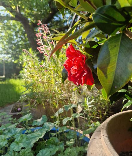 Photo de grands pots dans lesquels poussent diverses plantes. Au premier plan à gauche un pot bleu avec des heucheres en fleurs, et a droite le bord d’une grande poterie dans laquelle pousse un camélia. On voit une seule fleur rouge en assez gros plan. Derriere on voit une autre poterie avec des penstemons, éclairés par le soleil. A l’arriere plan, une pelouse, un arbre, une haie et un bout de balançoire.