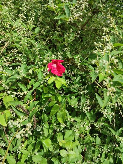 Une fleur rouge soutenu de Rosa chinensis. Le fond est constitué par un Deutzia taiwanensis pas encore fleuri.