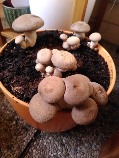 Ein großer orangener Blumentopf voll dunkler Erde, aus der haufenweise riesige Pilze sprießen. Es sind Kräuterseitlinge, sie haben einen dicken weißen Unterteil und dicke hellbraune Kappen.