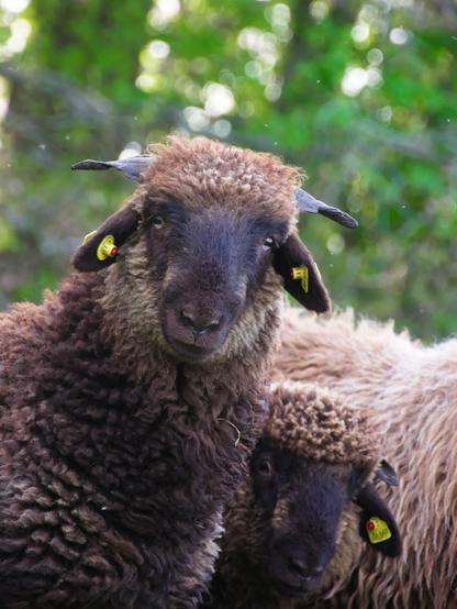 A brown sheep looking into the camera. Only the neck and head are visible. It is really fluffy! Right of it, another sheep looks into the camera, but its head is at a different height. Behind it is the woolly body of a third one. All sheep have number-tags in their ears. In the background there are plants and trees, some light shining through the leaves creates diffusion circles.
