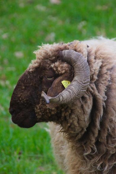Side shot of the horned head of a ram. He is standing on a lawn.
