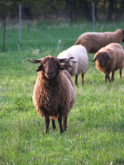 A brown sheep looks into the camera, in the back there are others. The sun shines from the left. Further back there is a fence.