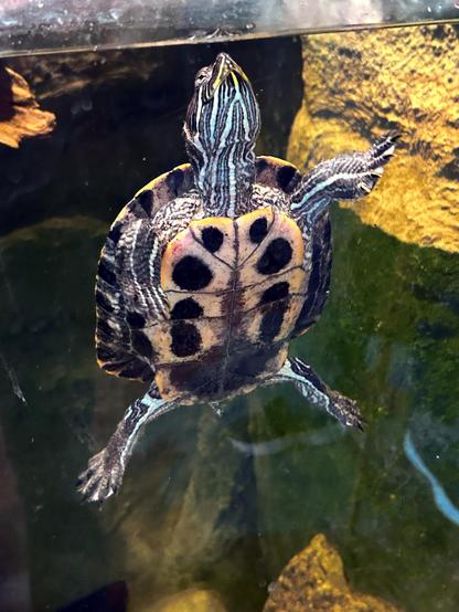 A turtle underwater, swimming towards the surface, one front leg raised as if to wave hello. The turtle is seen from the underside, which is yellow with dark spots, and its head is stretched towards the surface showing off the lovely yellow stripes along its face and neck.
