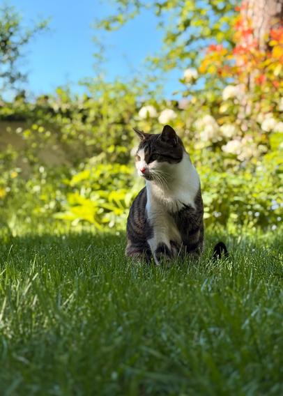 A cat, sitting in a garden in the grass, plants and bushes in the background, partly lit by sunlight in the face, highlighting the white parts of the fur. It’s not looking directly at the camera, but seems relaxed otherwise.