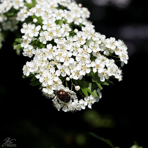 Flowers and Friends