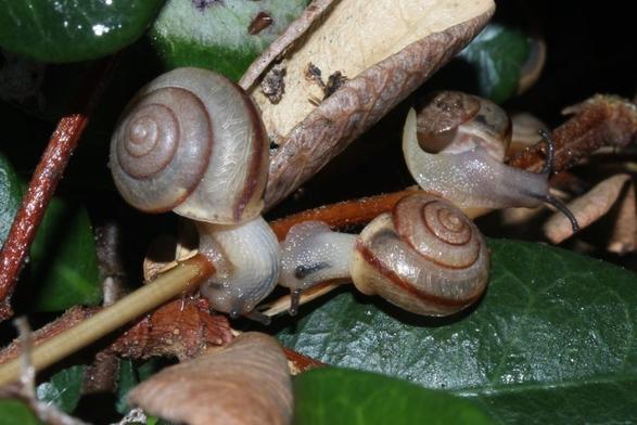 Several banded snails against a leafy background