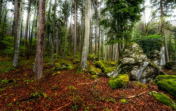 Buchenwald im Nebel mit moosbewachsenen Felsbrocken.