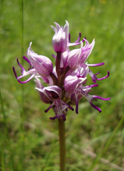 Orchis singe, photo Cathy Garcia Canalès
