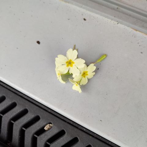 A few primrose flowers on a door stoop