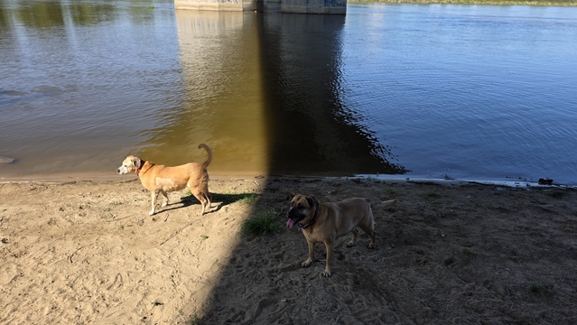 Dwa szczęśliwe rude psiska na nadrzecznej plaży pod mostem