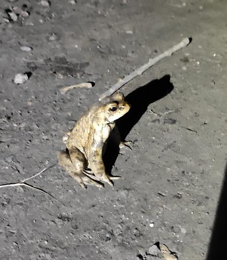 Das Bild zeigt einen kleinen Frosch, der auf einem rauen, grauen Untergrund sitzt, mit einem dunklen Schatten, der auf ihn fällt, und einem kleinen Zweig in der Nähe.