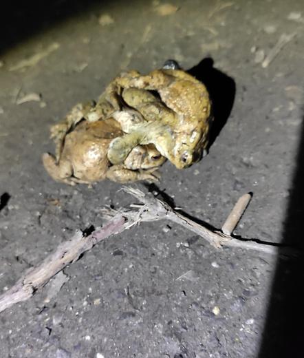 Das Bild zeigt mehrere Frösche, die auf- und übereinander sitzen, vermutlich mehrere Männchen, die sich um ein Weibchen bemühen, auf einem rauen, grauen Untergrund mit einigen kleinen Zweigen in der Nähe.