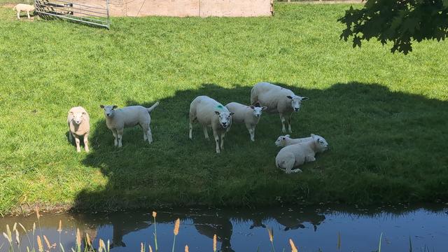 A bunch of sheep in the field, staring at the photographer like "wtf are you doing weirdo".