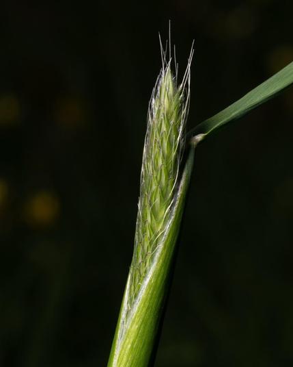 Detail view of a weed blooming. It looks like a long grass, but the blade of the grass is wrapped around an intricate seed. All is green. The seed looks to be made of many tiny tiny seeds, all with soft feelers pointing up. Black background.