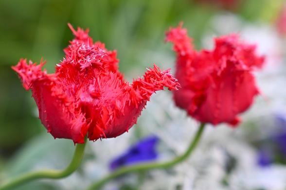 Two red tulips with a unique, frilled appearance. The flowers are in focus, showcasing their intricate textures, while a blurred background of green foliage and other flowers enhances their striking color. The overall scene conveys a lively and colorful garden atmosphere.