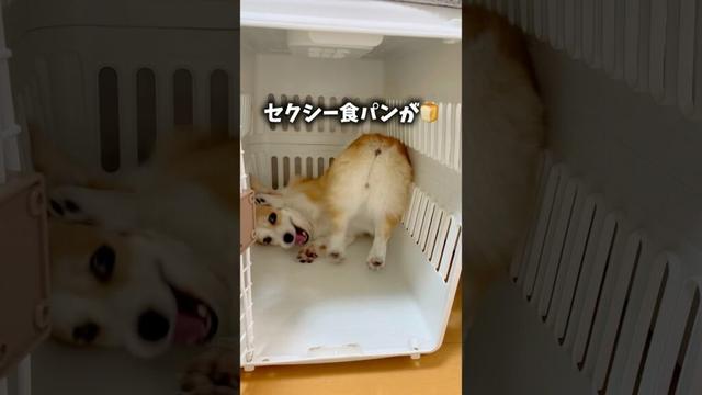 セクシー食パンが文句をタレてる🍞🤣なっちゃんは文句ったれコーギー🦊 #コーギー多頭飼い #コーギー #犬と子供 #おもしろ犬動画