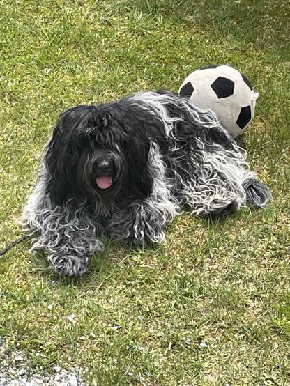 A fluffy black and gray Schapendoes dog lies on green grass next to a soccer ball. The dog's tongue is out, appearing relaxed and content.