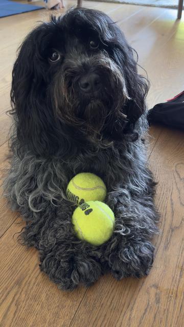 A fluffy black schapendoes dog with curly fur is lying on a wooden floor, resting its paws on two yellow tennis balls. The dog's expression is attentive and curious.