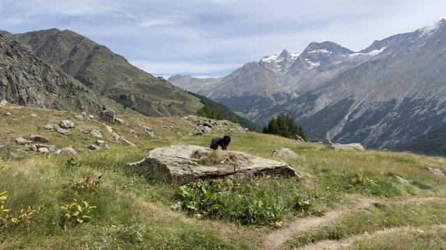 A small dog stands on a rock in a grassy area, with Swiss mountainous terrain and a clear sky in the background.