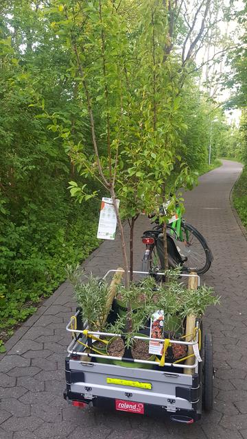 Ein Fahrrad mit Anhänger voller Pflanzgut.