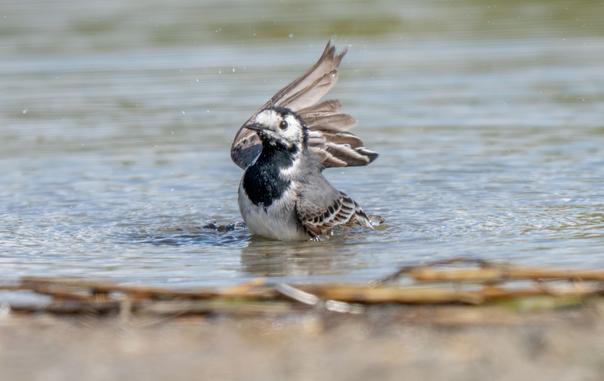 Bachstelze badet