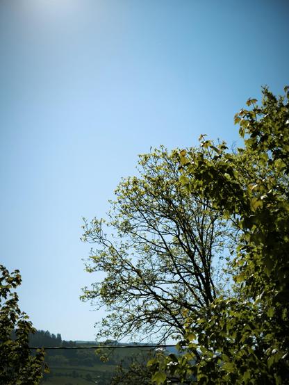Des arbres feuillus sur un fond de ciel très bleu. En arrière-plan, on distingue une petite montagne. Le soleil rase le bord supérieur gauche de la photo.