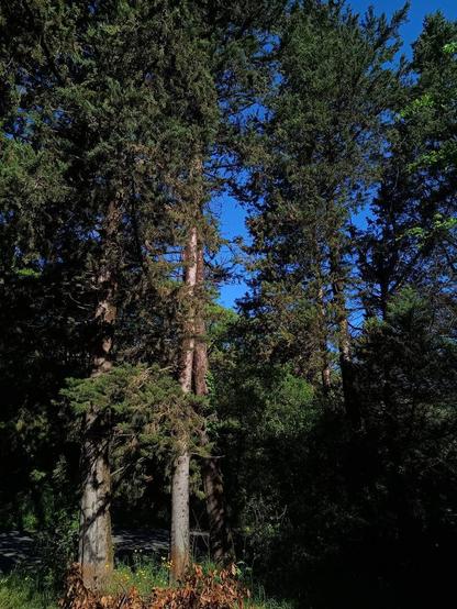 Muro di alberi di media altezza a bordo strada, tra i rami si intravede un cielo azzurrissimo.