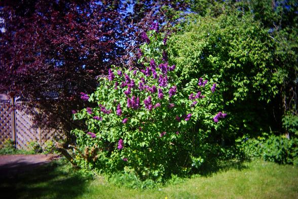 Ein Gartenbild mit einem Baum mit roten Blättern und noch weitere Pflanzen mit grünen Blättern. Grüner Rasen. Und links sieht man einen Zaun.