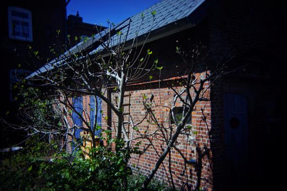 Ein Schuppen mit blauen Türen davor ein Feigenbaum. Dahinter Ein Haus und Himmel.