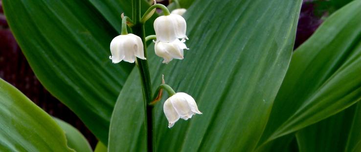 muguet