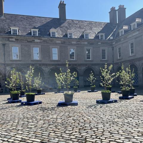 A courtyard with cobblestone pavement featuring several potted trees arranged in a circular pattern. Historic buildings are visible in the background under a clear blue sky.
