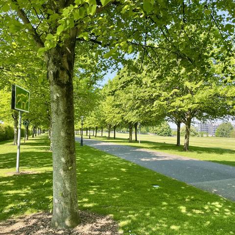A peaceful pathway lined with trees on both sides, featuring a green park sign and a few street lamps. The grass is lush and well-maintained, with a clear blue sky in the background.