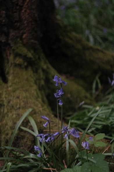 Bluebells are present in the forest.