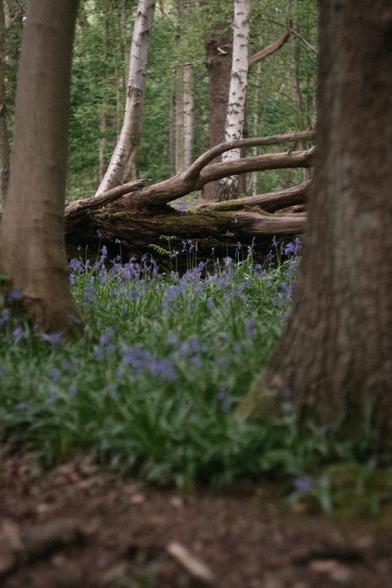 Bluebells are present in the forest.
