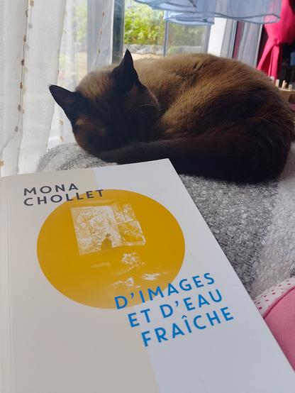Un siamois roulé en boule à côté du livre de Mona Chollet "D'images et d'eau fraîche".
