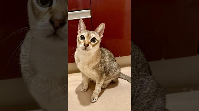 何だか大興奮で走っている同居猫の様子を見にいく親切なたぬき猫なのにゃ♪ #cat #シンガプーラ #トンキニーズ#たぬき猫#singapura#tonkinese