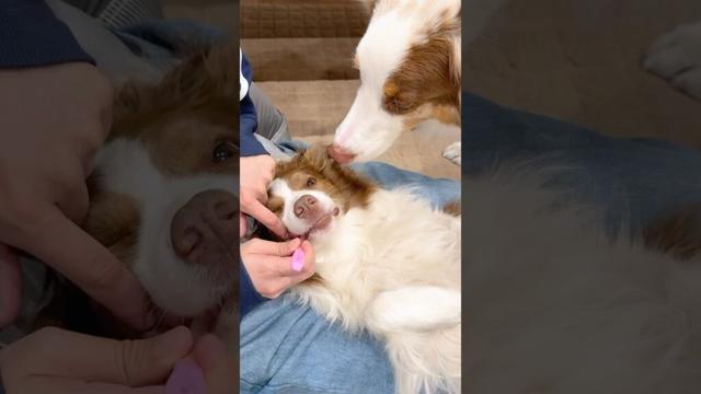されるがまま歯ブラシをしてもらう犬達が可愛い😂♡【ボーダーコリー・オーストラリアンシェパード】#shorts