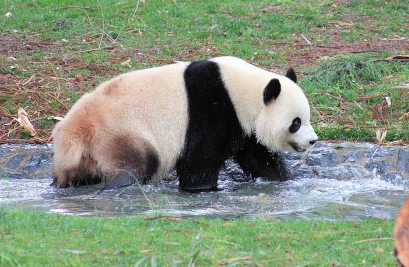 Giant panda Bao Li is wading in his pool.