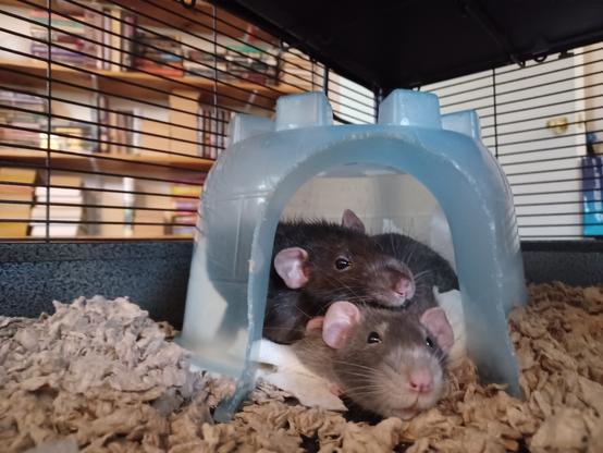 two cute pet rats, snuggled up in the door of their hut, looking at you