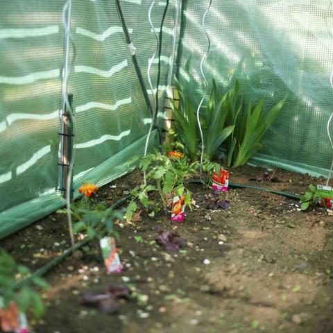 Photographie de leur serre ou sortent de terre quelques fleurs
