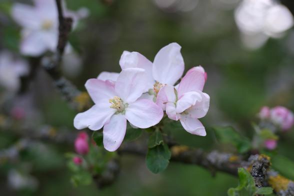 Light pink apple blossoms.