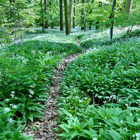 Deutsch: Ein üppig grüner Waldweg, umgeben von einem Meer weiß blühender Bärlauchpflanzen. Das Sonnenlicht dringt durch die Bäume und hebt das leuchtende Grün hervor

English: A lush green forest path surrounded by a sea of white flowering wild garlic plants. Sunlight filters through the trees, highlighting the vibrant greenery
