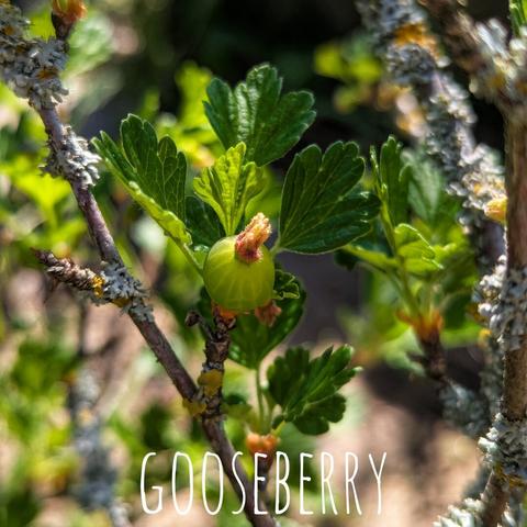 The image shows a close-up of a gooseberry. The plant features green leaves and a developing berry. The surrounding branches are visible, some covered with lichen. The word 'GOOSEBERRY' is written on the image.