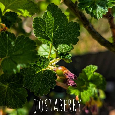 The image shows a close-up of a Jostaberry plant with its characteristic green leaves and a developing berry. The word 'JOSTABERRY' is written on the image.