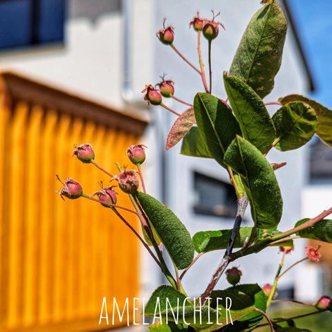 The image focuses on a close-up of a plant, Amelanchier × Lamarckii, or Amelanchier Alnifolia. The plant features green leaves and small, reddish-pink berries. The background includes a building with a bright orange wooden section and a light grey facade under a blue sky. The word 'AMELANCHIER' is written on the image.