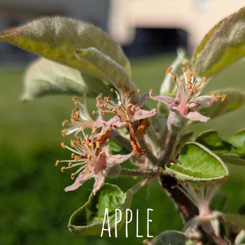 Here's a detailed description of the image:
The image shows a close-up of an apple tree in bloom, with blossoms in focus that already formed tiny fruits.The word 'APPLE' is written on the image.